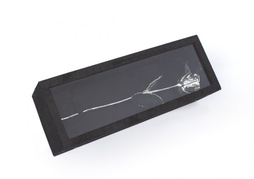 Silver Rose, ezüst rózsa fekete bársonydobozban